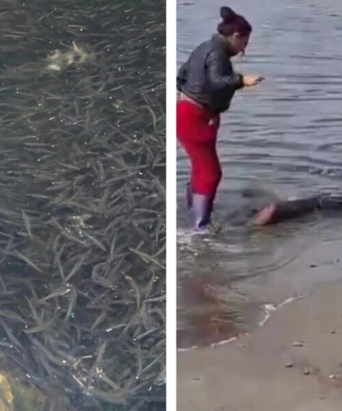 Pescadores preocupados por gran cantidad pota en el muelle