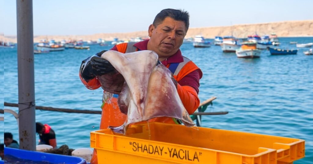 PRODUCE establece cuota complementaria de pota y autoriza reinicio de actividades extractivas